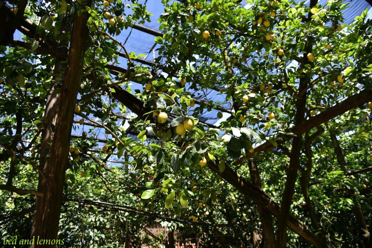 Bed and Breakfast Bed And Lemons Пьяно-ди-Сорренто Экстерьер фото